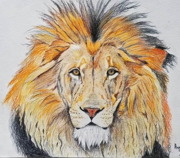 Lion drawing – drawing blog of HappyJo Drawings