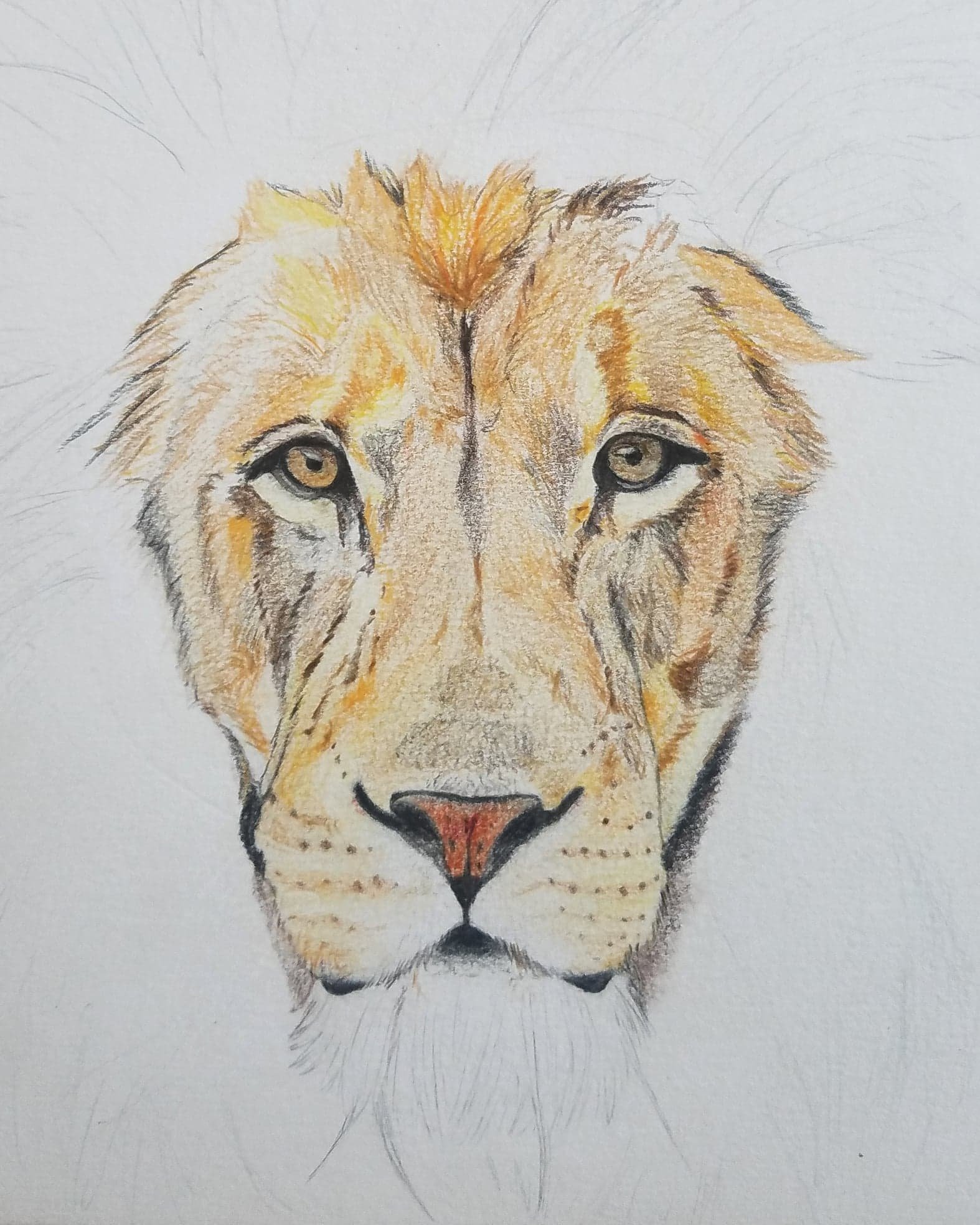 Lion Drawing Drawing Blog Of Happyjo Drawings