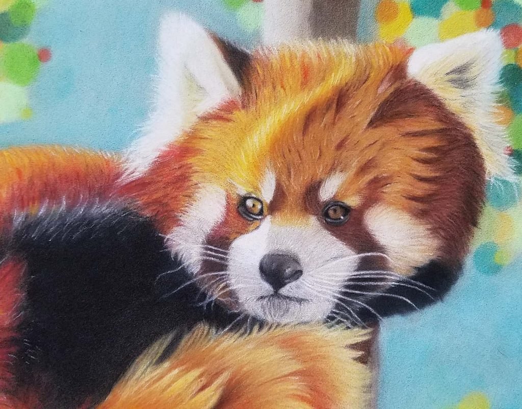 Red Panda Drawing by Rosanna Maria - Fine Art America