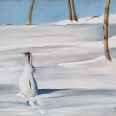 Lièvre - A5